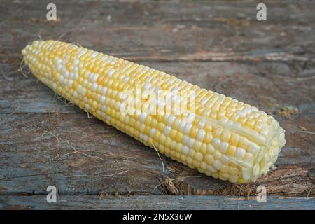 Freshly picked ears of bicolor corn. Stock Photo