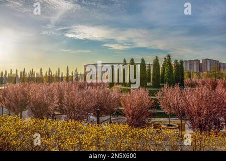 Amazing panorama of blossoming cherry (plum) trees. Spring (April 9) in the Galician Park (Krasnodar Park) -. Football stadium behind. A very popular Stock Photo