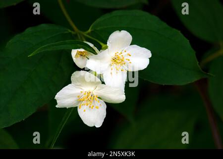 Mock Orange is native to Southeastern Europe and Asia and planted in gardens in temperate North America Stock Photo