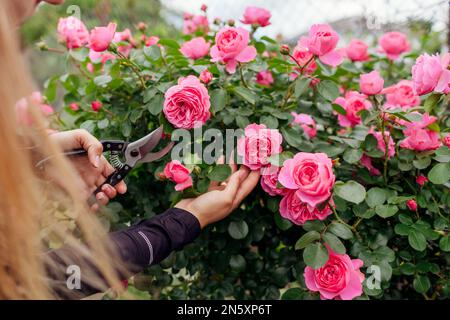 Leonardo da Vinci hot pink rose blooming in summer garden. Gardener cuts stems off with pruner. Meilland selection roses flowers Stock Photo