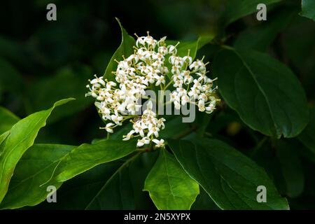 Gra y Dogwood or Red-Panicle Dodgwood a shrubby plant native to southeastern Canada and the northeastern United States. Stock Photo