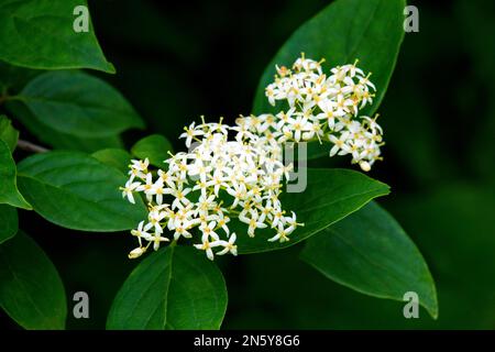 Gra y Dogwood or Red-Panicle Dodgwood a shrubby plant native to southeastern Canada and the northeastern United States. Stock Photo