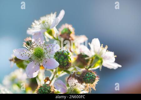 Beautiful flowering bramble twig with unripe berries on blue sky background. Rubus fruticosus. Pink flower, white blooms or growing green blackberries. Stock Photo