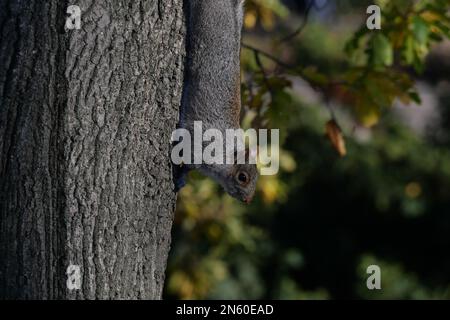 Eastern gray squirrel on tree trunk in Cetral Park, New York. Stock Photo