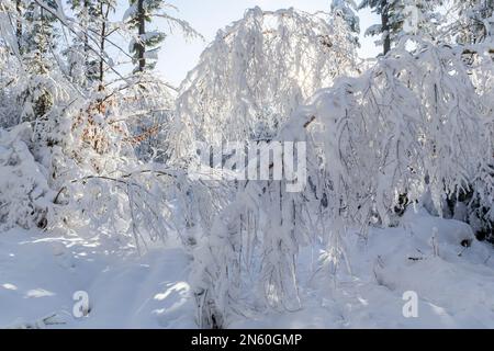 Tree branches bending under fresh heavy snow in the forest in Beskid Mountains, Poland. Stock Photo