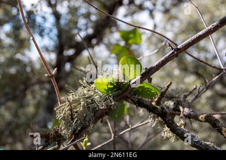 First buds of Blue Honeysuckle at the end of winter. Lonicera caerulea Stock Photo