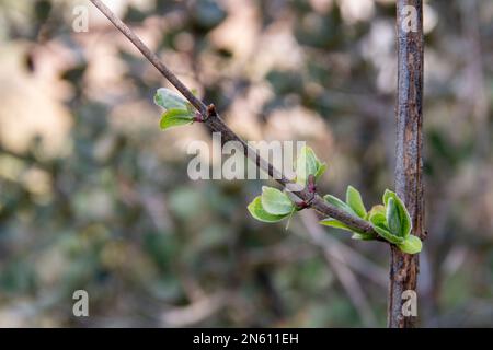 First buds of Blue Honeysuckle at the end of winter. Lonicera caerulea Stock Photo