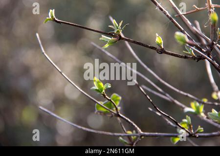 First buds of Blue Honeysuckle at the end of winter. Lonicera caerulea Stock Photo