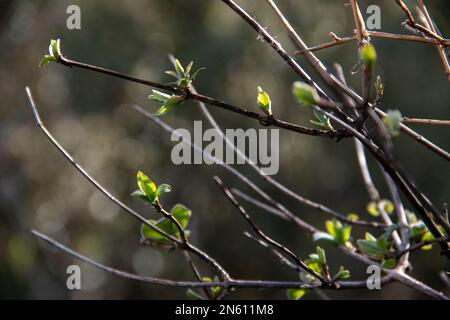 First buds of Blue Honeysuckle at the end of winter. Lonicera caerulea Stock Photo