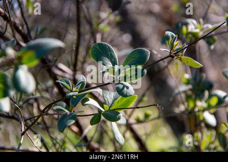 First buds of Blue Honeysuckle at the end of winter. Lonicera caerulea Stock Photo