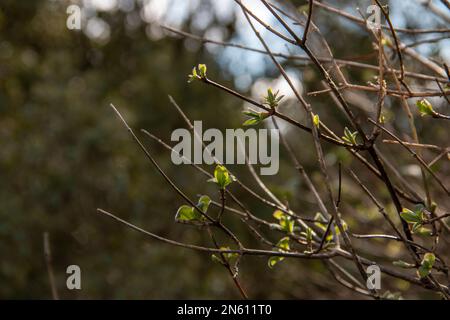 First buds of Blue Honeysuckle at the end of winter. Lonicera caerulea Stock Photo