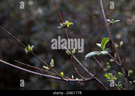 First buds of Blue Honeysuckle at the end of winter. Lonicera caerulea Stock Photo