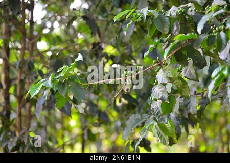 Kenya is a major producer and supplier of coffee - Fairview Estate coffee farm in Kimbu, Nairobi KE Stock Photo