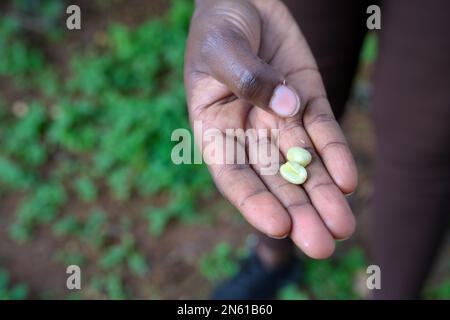 Kenya is a major producer and supplier of coffee - Fairview Estate coffee farm in Kimbu, Nairobi KE Stock Photo