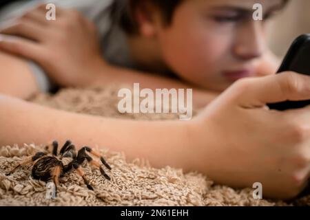 Arachnophobia: Could you conquer your fear? - BBC News