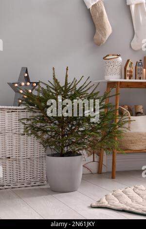 Beautiful room with potted fir tree on floor. Interior design Stock ...