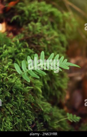 Fresh green fern plant in dark forest Stock Photo