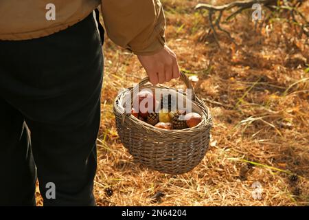 Woman holding basket with boletus mushrooms and cones in forest, closeup Stock Photo