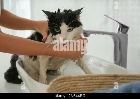 Woman washing her cat in bathroom, closeup Stock Photo