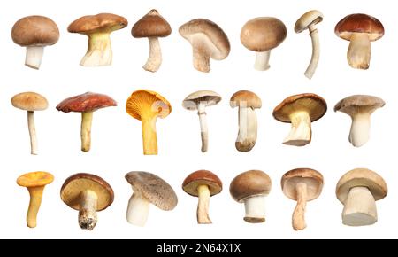 Set of different fresh mushrooms on white background Stock Photo