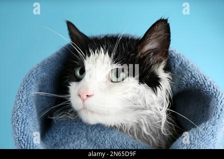 Wet cat wrapped with towel on light blue background Stock Photo