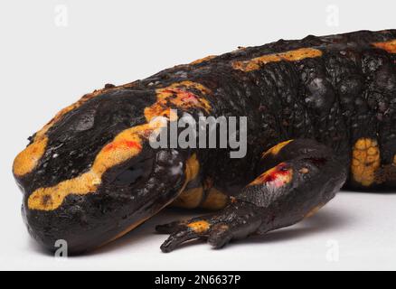 Dead Fire salamander (Salamandra salamandra) infected with Chytrid Fungus Bsal (Batrachochytrium salamandrivorans), Ruhr-District, Germany Stock Photo