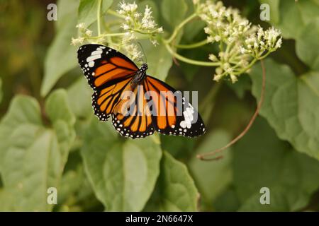 Beautiful butterflies, Dragonflies and Beetles in Sri Lanka, Visit Sri Lanka Stock Photo