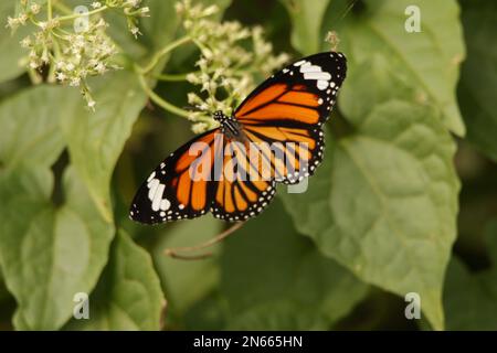 Beautiful butterflies, Dragonflies and Beetles in Sri Lanka, Visit Sri Lanka Stock Photo