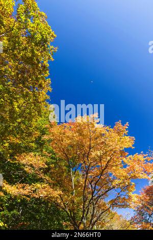 Autumn forest at Tazawako, Plateau, Senboku city, Akita, Tohoku, Japan