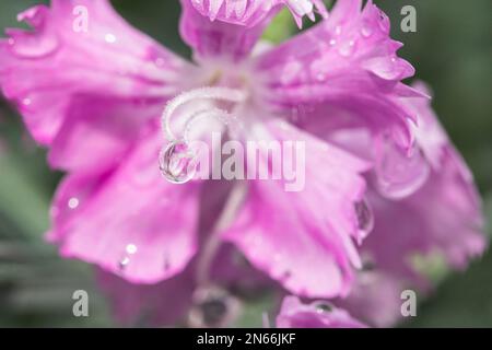 Morning dew, flower, garden, Yokote city, Akita, Tohoku, Japan, East Asia, Asia Stock Photo