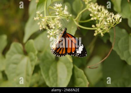 Beautiful butterflies, Dragonflies and Beetles in Sri Lanka, Visit Sri Lanka Stock Photo