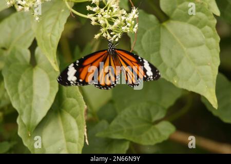 Beautiful butterflies, Dragonflies and Beetles in Sri Lanka, Visit Sri Lanka Stock Photo