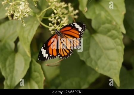 Beautiful butterflies, Dragonflies and Beetles in Sri Lanka, Visit Sri Lanka Stock Photo