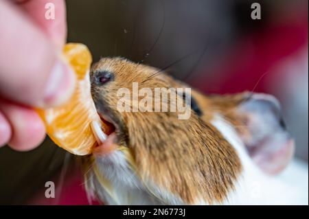 Guinea pig using front incisors to eat a tasty treat of an orange in held by hand.  Stock Photo