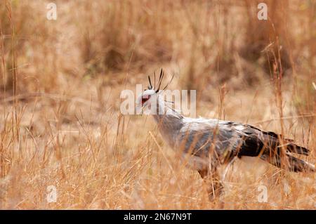 Secretarybird, Serengeti National Park Tanzania Stock Photo