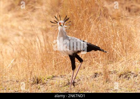 Secretarybird, Serengeti National Park Tanzania Stock Photo