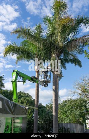 Tauranga New Zealand - February 10 2023: Tall palm trees being trimmed by arborist high up in hoist.dropping crown-shaft. Stock Photo