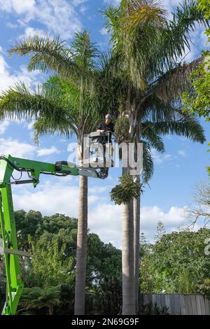 Tauranga New Zealand - February 10 2023: Tall palm trees being trimmed by arborist high up in hoist dropping seed pod to ground. Stock Photo