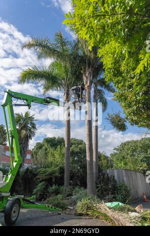 Tauranga New Zealand - February 10 2023: Tall palm trees being trimmed by arborist high up in hoist with seed-pod falling to ground. Stock Photo