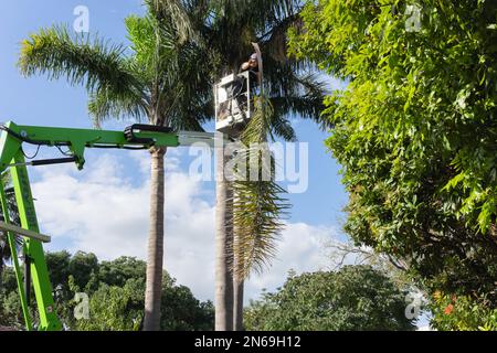 Tauranga New Zealand - February 10 2023: Tall palm trees being trimmed by arborist high up in hoist about to drop frond. Stock Photo