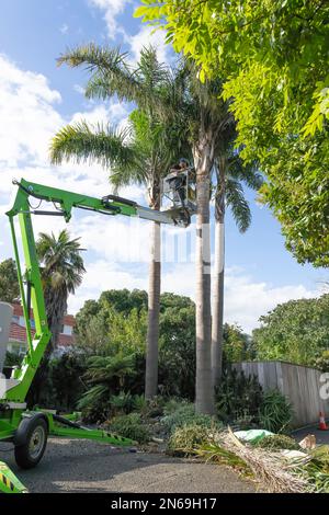 Tauranga New Zealand - February 10 2023: Tall palm trees being trimmed by arborist high up in hoist holding handsaw, Stock Photo