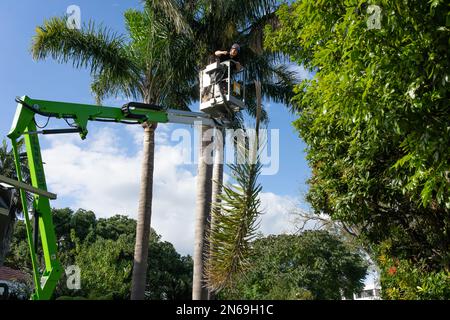 Tauranga New Zealand - February 10 2023: Tall palm trees being trimmed by arborist high up in hoist frond falling to ground. Stock Photo