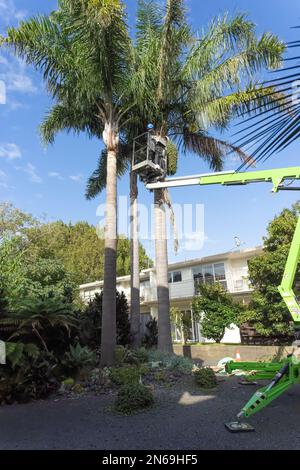 Tauranga New Zealand - February 10 2023: Tall palm trees being trimmed by arborist high up in hoist. Stock Photo