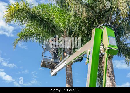 Tauranga New Zealand - February 10 2023: Tall palm trees being trimmed by arborist high up in hoist. Stock Photo