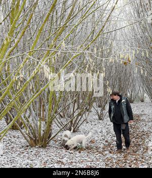 Eilenburg, Germany. 06th Feb, 2023. Truffle hunter Gunter Kahlo is searching for winter truffles with his Lagotto Romagnolo truffle dogs Frida (r) and Tempi on his plantation in northern Saxony. In addition to the existing 7500 square meters of his plantation, the 54-year-old trained miner and shepherd wants to add another 4000 square meters. Under the trees planted with truffle spores inoculated hazelnut, oak and beech, he then wants to harvest Burgundy truffles in four to ten years. (to dpa: 'Eilenburg truffle hunter enlarges plantation') Credit: Waltraud Grubitzsch/dpa/Alamy Live News Stock Photo