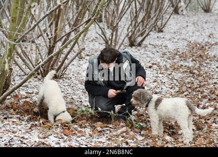 Eilenburg, Germany. 06th Feb, 2023. Truffle hunter Gunter Kahlo is searching for winter truffles with his Lagotto Romagnolo truffle dogs Frida (l) and Tempi on his plantation in northern Saxony. In addition to the existing 7500 square meters of his plantation, the 54-year-old trained miner and shepherd wants to add another 4000 square meters. Under the trees planted with truffle spores inoculated hazelnut, oak and beech, he then wants to harvest Burgundy truffles in four to ten years. (to dpa: 'Eilenburg truffle hunter enlarges plantation') Credit: Waltraud Grubitzsch/dpa/Alamy Live News Stock Photo