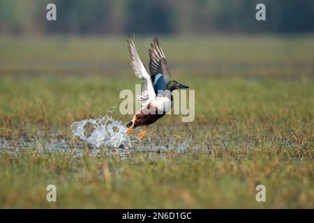 Northern shoveler bird flying with use of selective focus Stock Photo