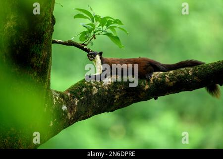 A black giant squirrel or Malayan giant squirrel (Ratufa bicolor) resting on a thick mossy branch of a silk cotton tree Stock Photo