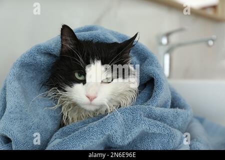 1,170 Angry Cat Bath Images, Stock Photos, 3D objects, & Vectors