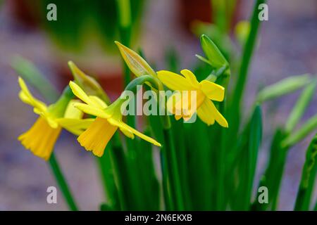 Three yellow narcissus buds growing in a greenhouse in winter, side view. spring flowers Stock Photo